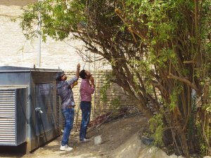 My Kurdish colleagues use a hand tape to gather pomegranates from a nearby tree in a further illustration of their extraordinary work ethic 